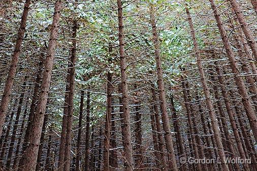 Snow-Topped Pine Grove_11741.jpg - Photographed at Ottawa, Ontario - the capital of Canada.